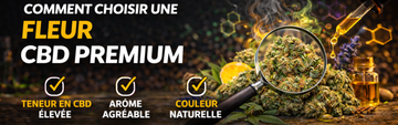 Comment choisir une fleur CBD premium (Guide 2026)
