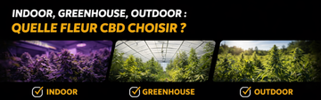 Indoor, Greenhouse ou Outdoor : quelle fleur CBD choisir ? | Guide 2026
