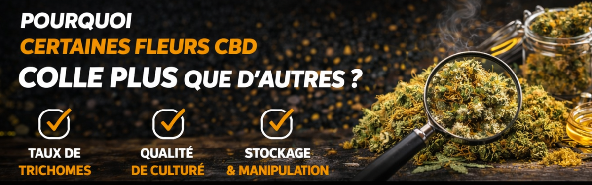 Pourquoi certaines fleurs CBD collent-elles plus que d’autres ?