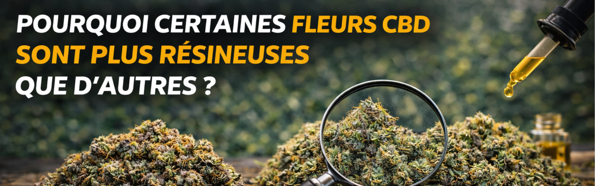 Pourquoi certaines fleurs CBD sont plus résineuses que d’autres
