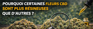 Pourquoi certaines fleurs CBD sont plus résineuses que d’autres
