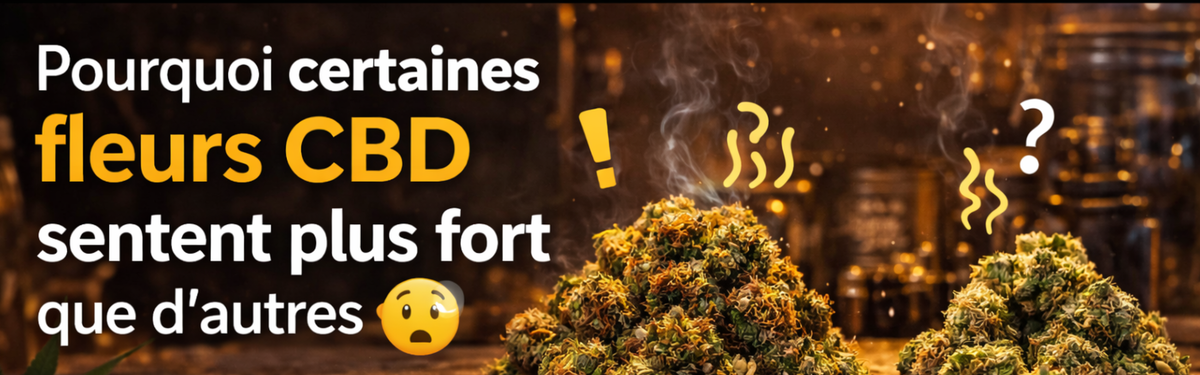 Pourquoi certaines fleurs CBD sentent plus fort que d’autres ?