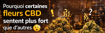 Pourquoi certaines fleurs CBD sentent plus fort que d’autres ?