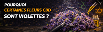 Pourquoi certaines fleurs CBD sont violettes ? | Guide 2026