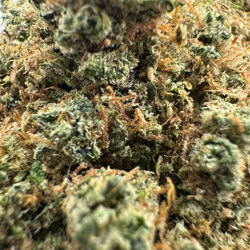 MALIBU HAZE