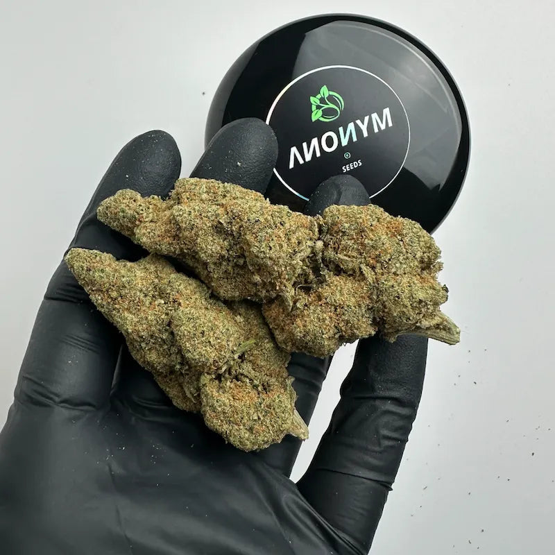 CALI ZKITTLES