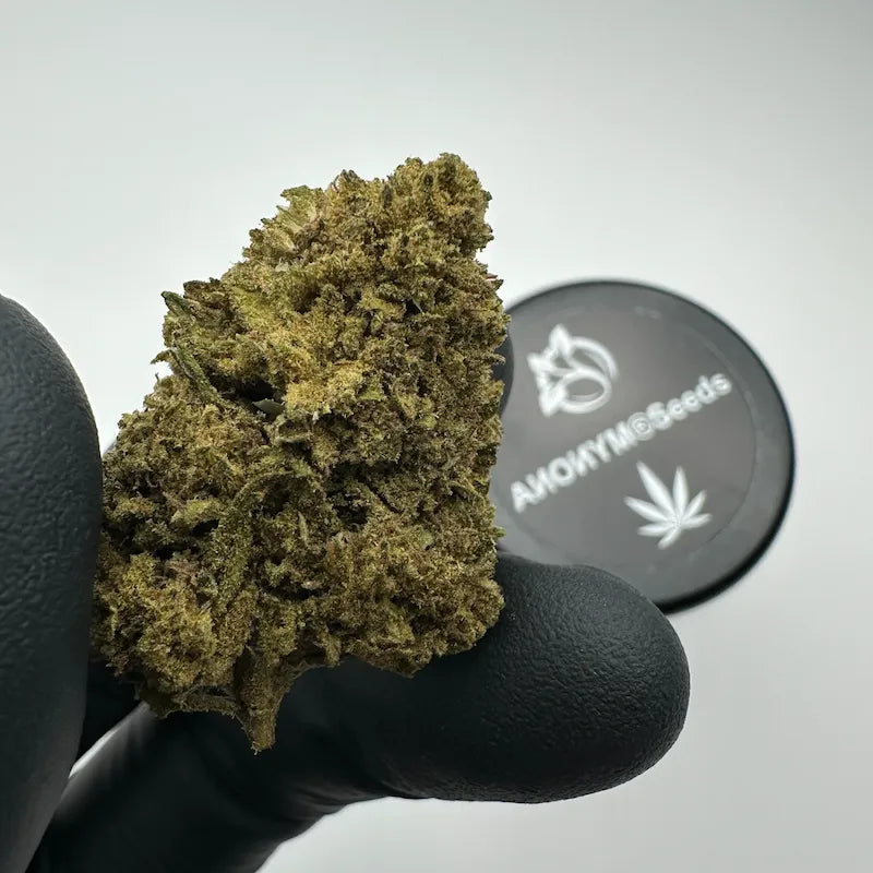 TROPICANNA