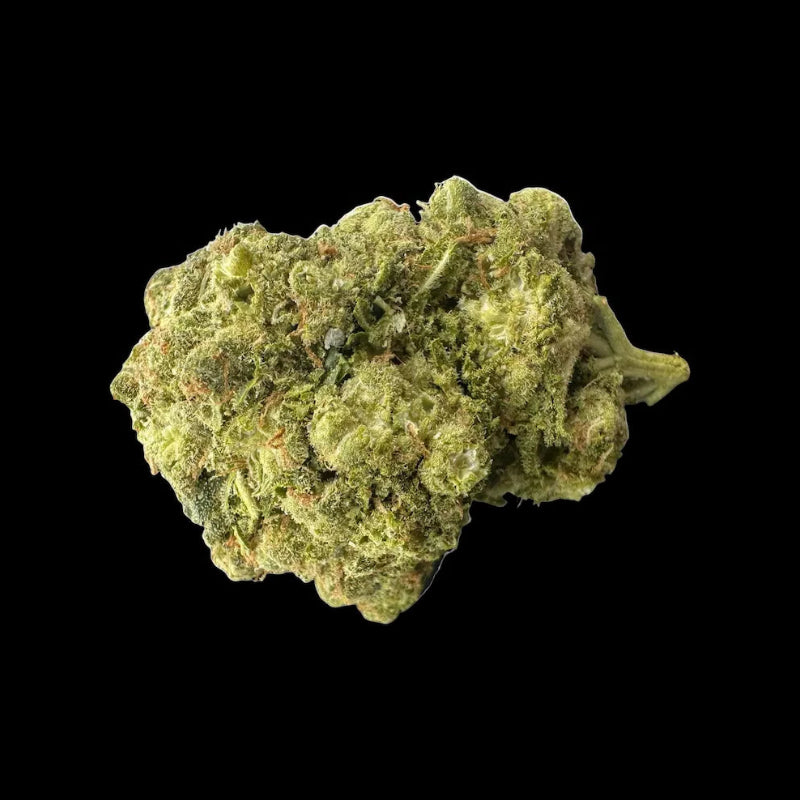 AMNESIA FROZEN