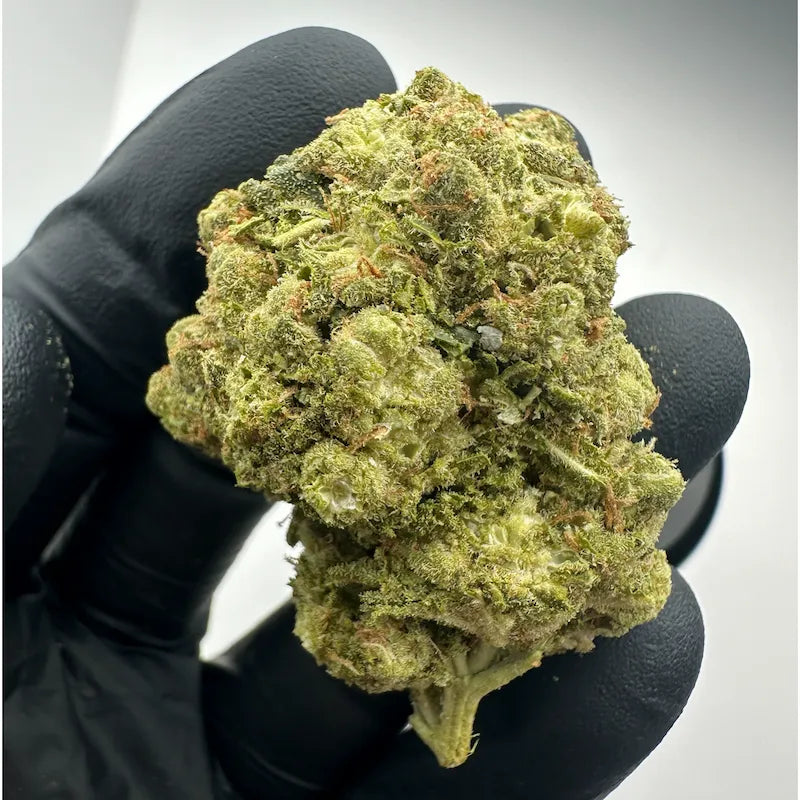 AMNESIA FROZEN