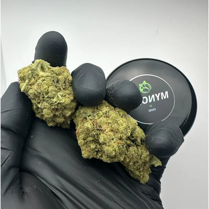 AMNESIA FROZEN
