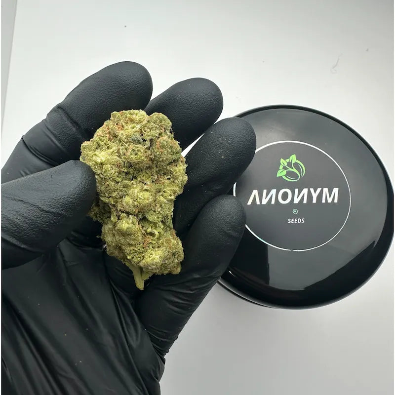 AMNESIA FROZEN