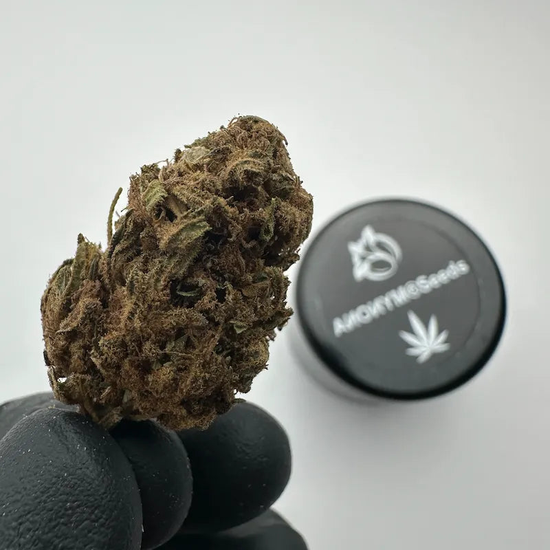 GELATO