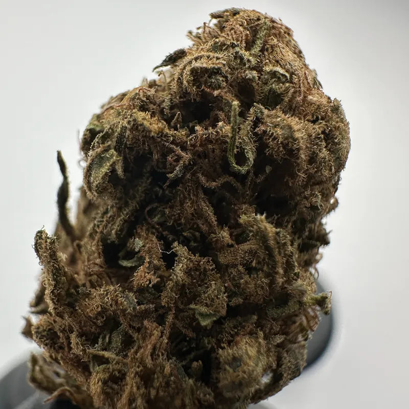 GELATO