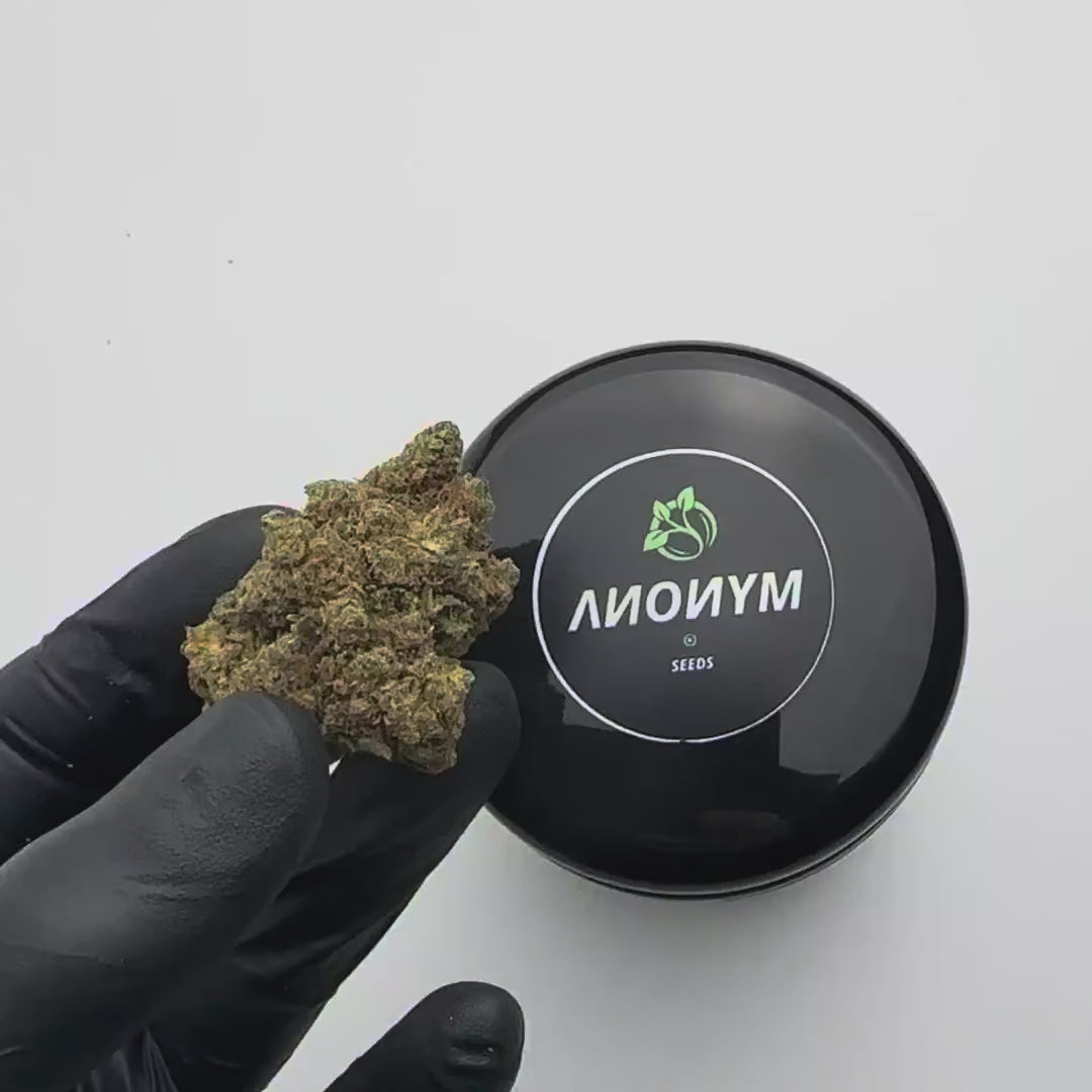 AMNESIA CBD