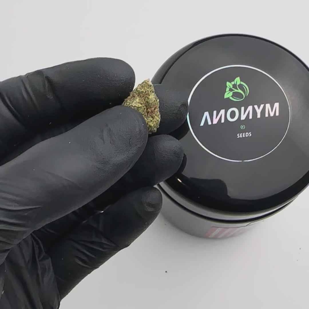 CALI BREEZE  🌬️